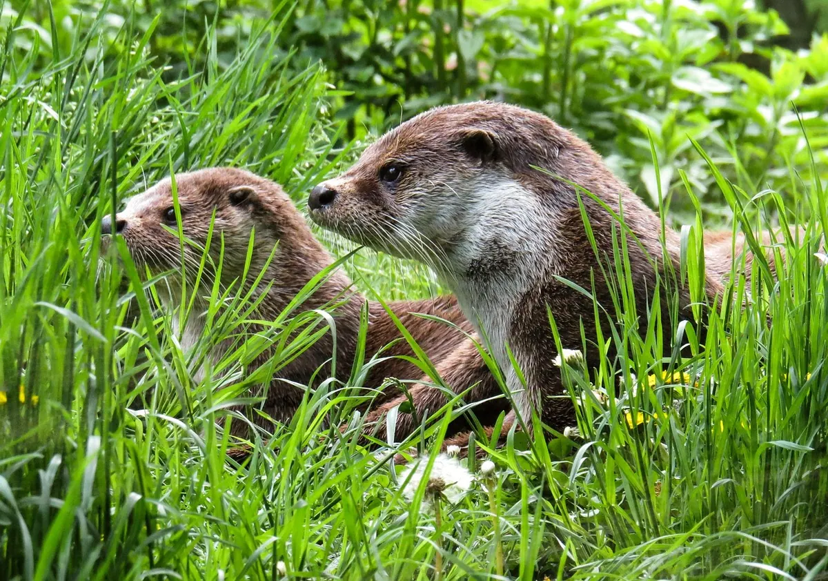 Coastal Otters of Scotland: A Beginner's Guide to Finding and Watching Them