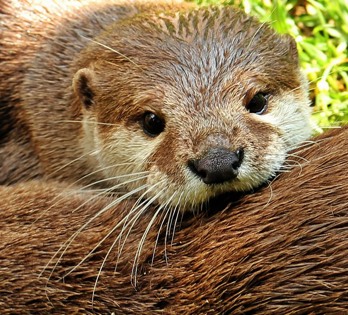 How to Identify Otter Field Signs: Spraints, Footprints and Feeding Remains