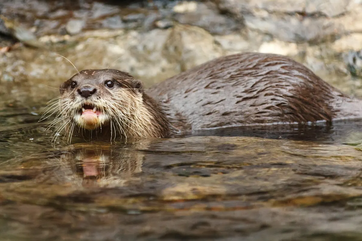 Otter vs Mink: How to Tell Them Apart in the Field
